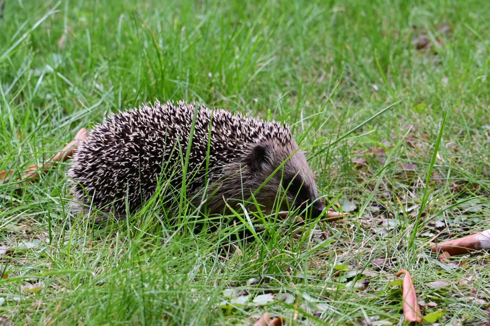 Erinaceus europaeus