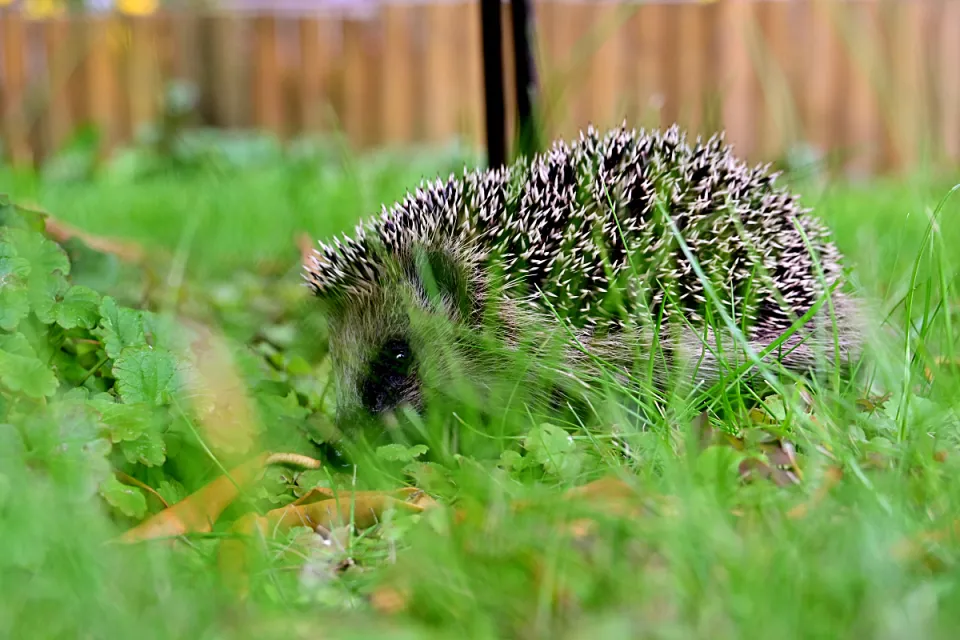 Erinaceus europaeus