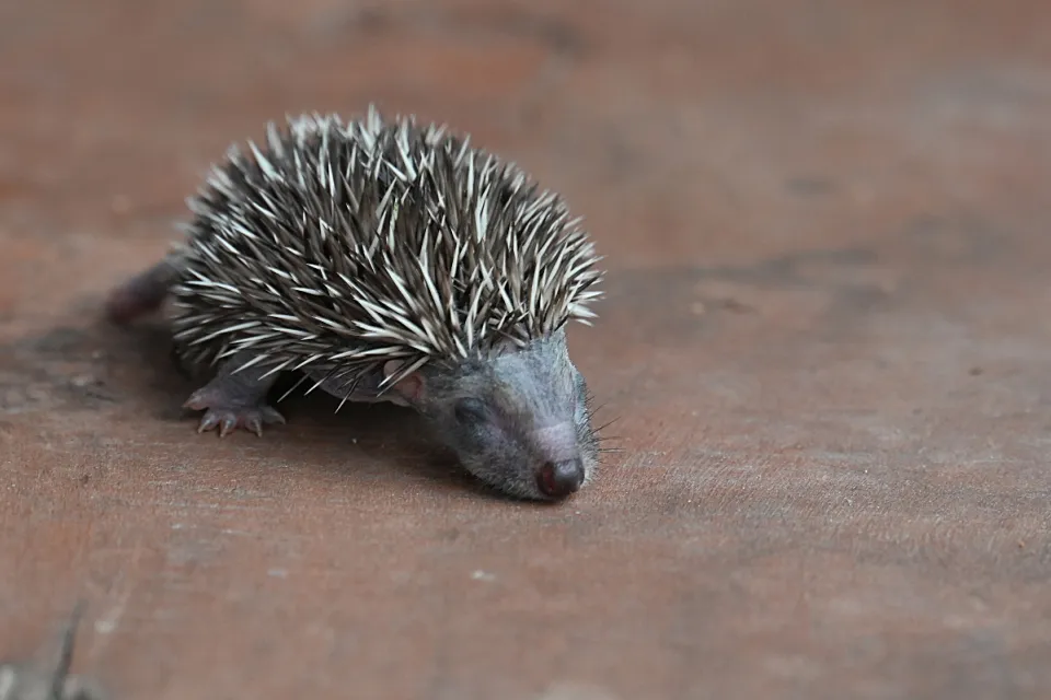 Erinaceus europaeus