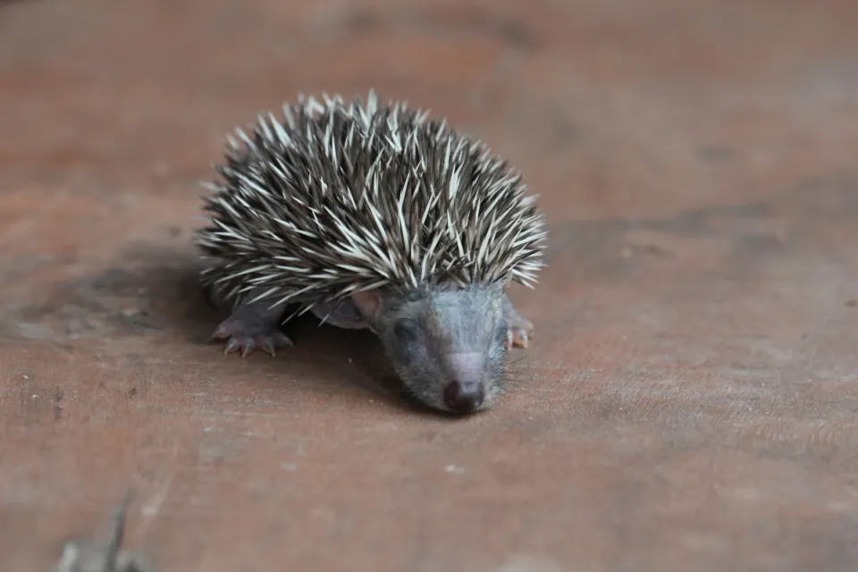 Erinaceus europaeus