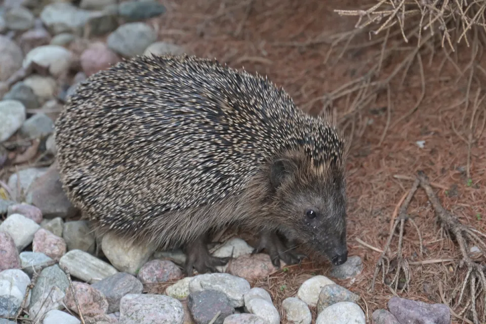 Erinaceus europaeus