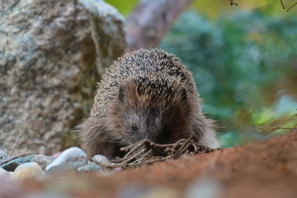 Erinaceus europaeus