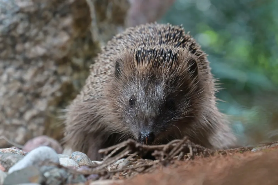 Erinaceus europaeus