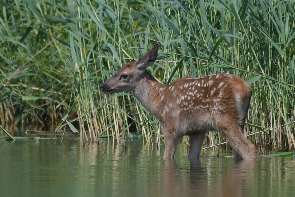Cervus elaphus