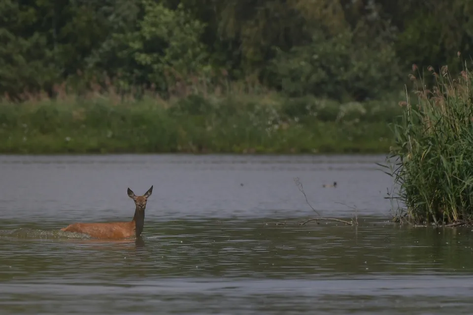 Cervus elaphus