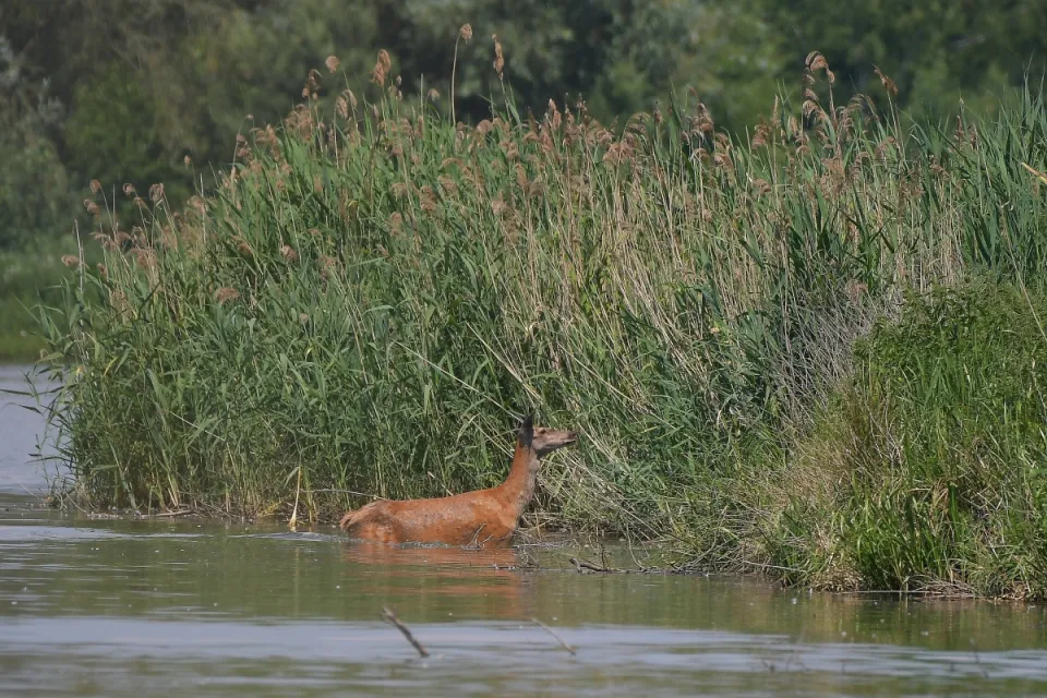 Cervus elaphus