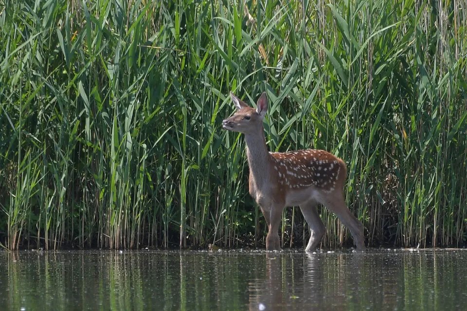 Cervus elaphus