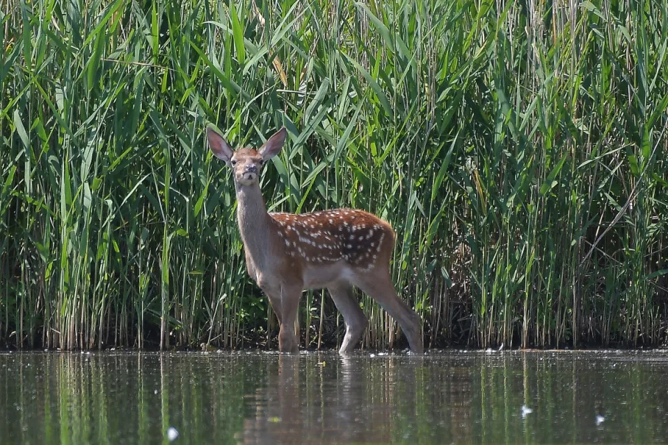 Cervus elaphus