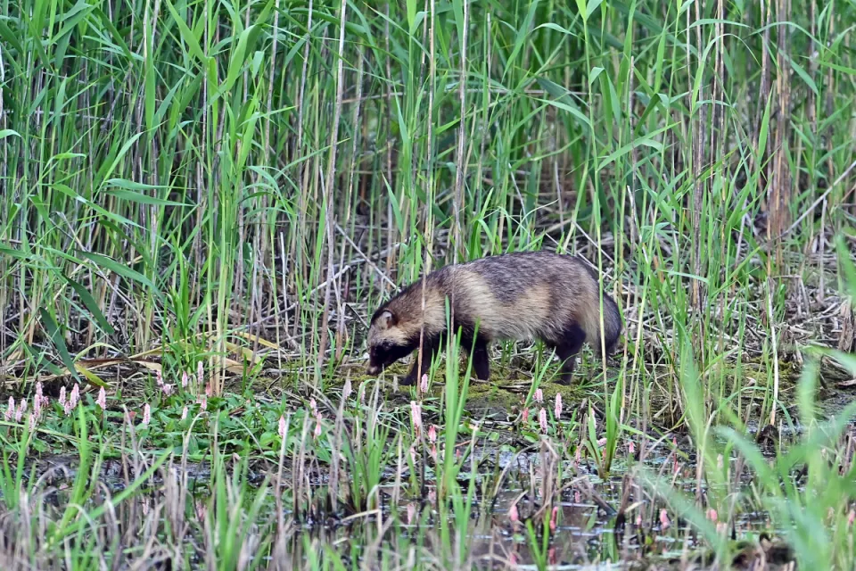 Nyctereutes procyonoi