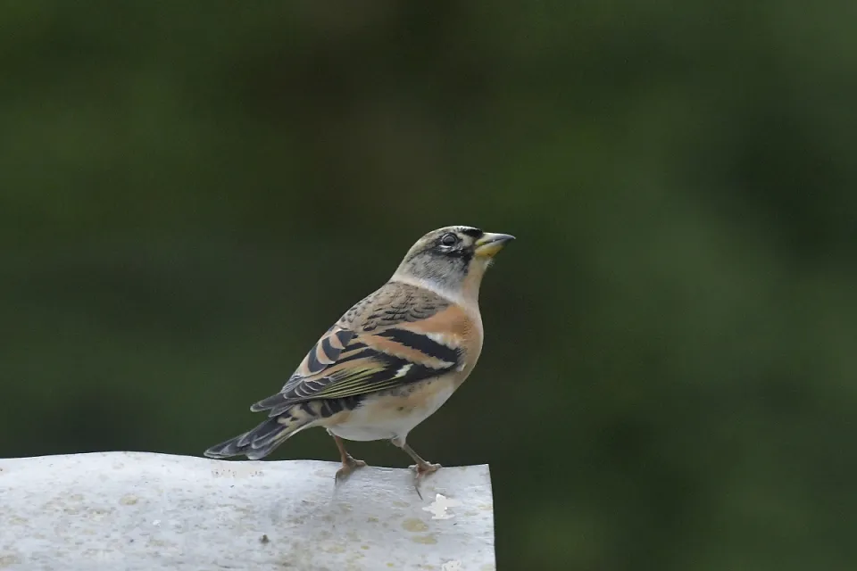 Fringilla montifringilla