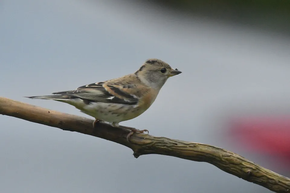 Fringilla montifringilla