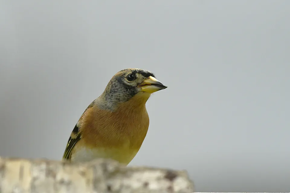 Fringilla montifringilla