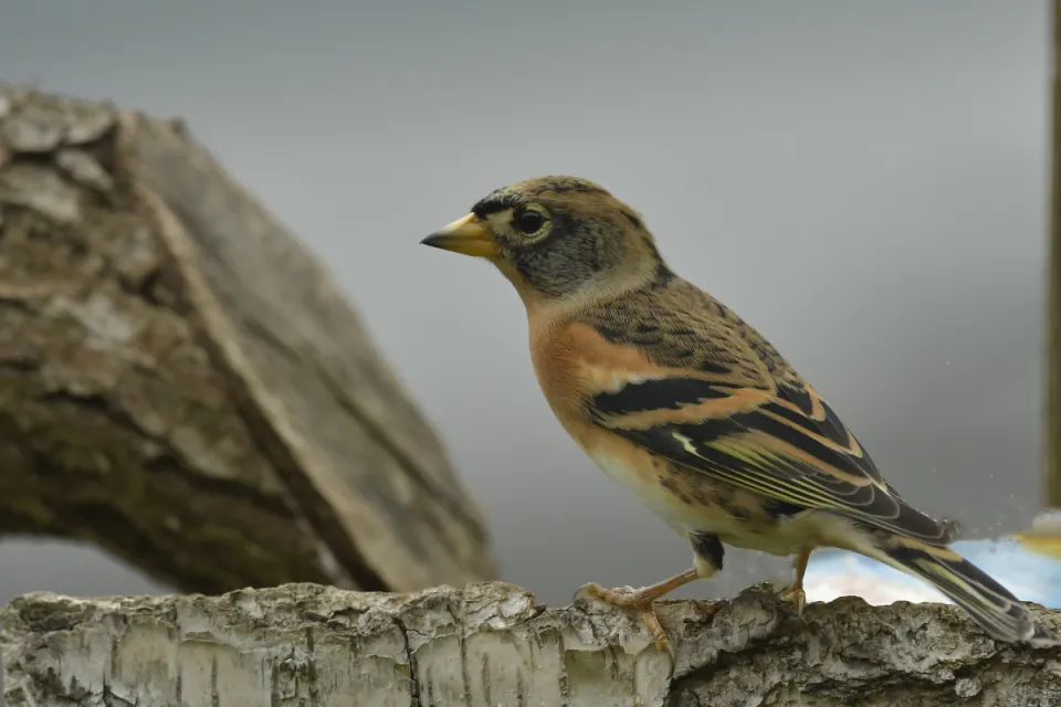 Fringilla montifringilla
