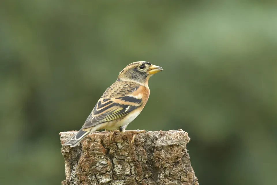 Fringilla montifringilla