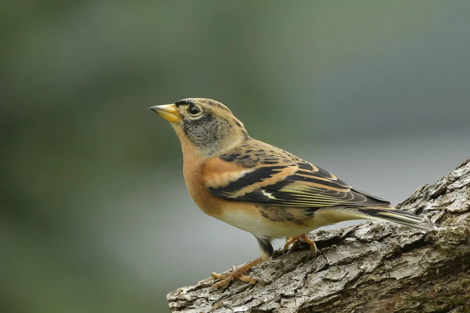 Fringilla montifringilla