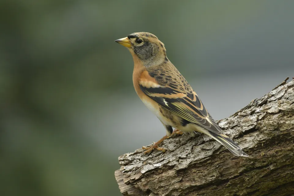 Fringilla montifringilla