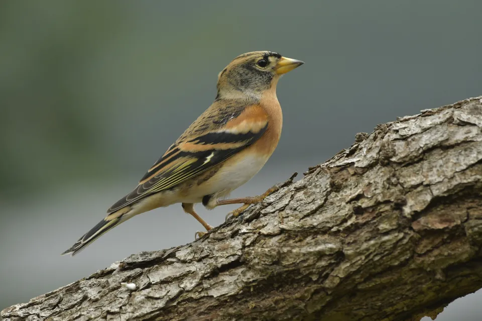 Fringilla montifringilla