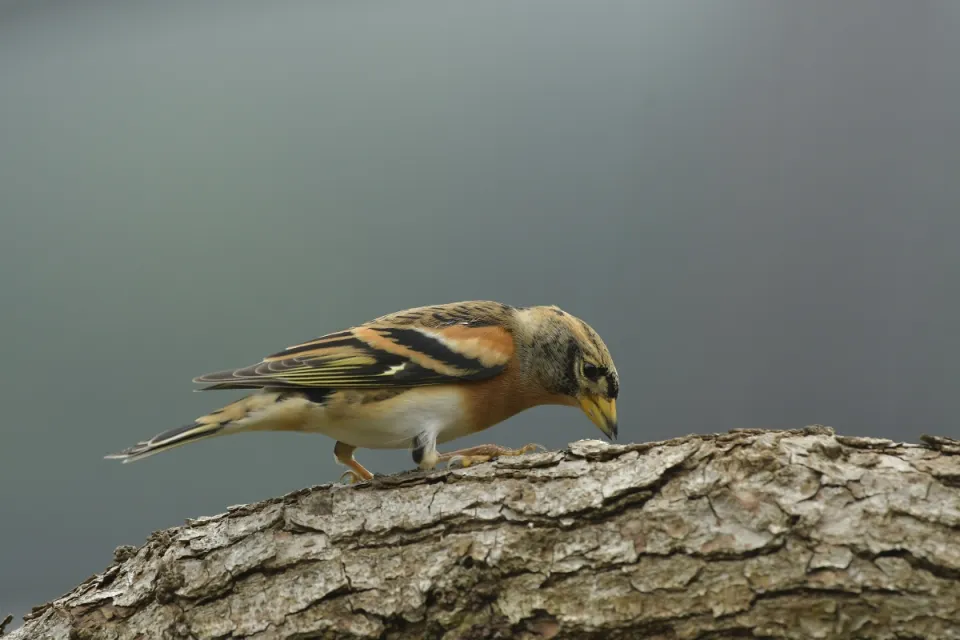 Fringilla montifringilla