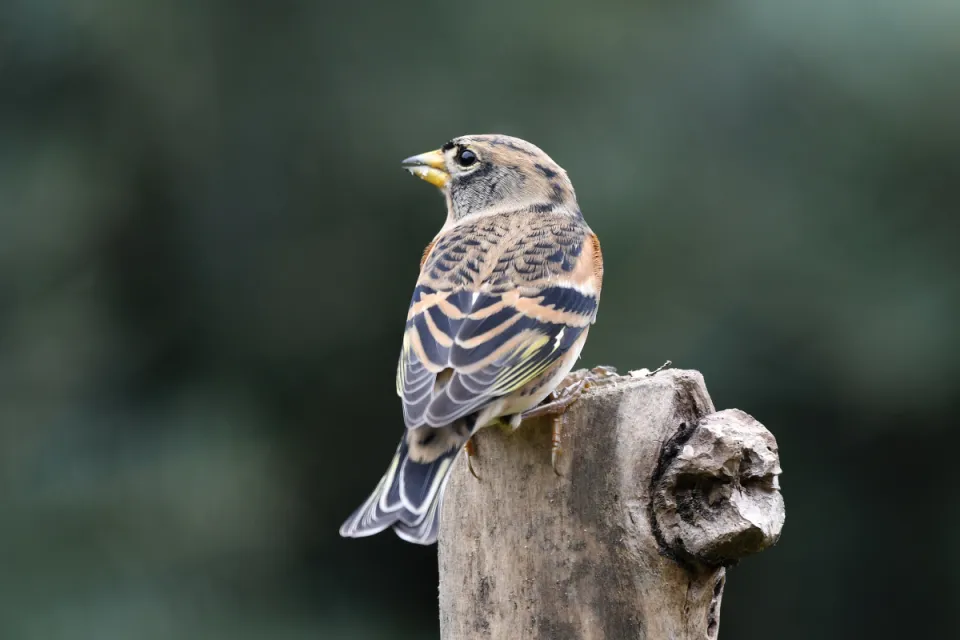 Fringilla montifringilla