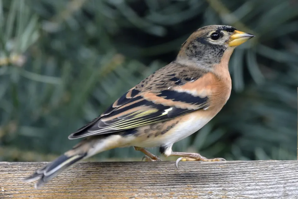 Fringilla montifringilla