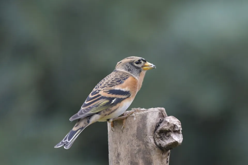 Fringilla montifringilla