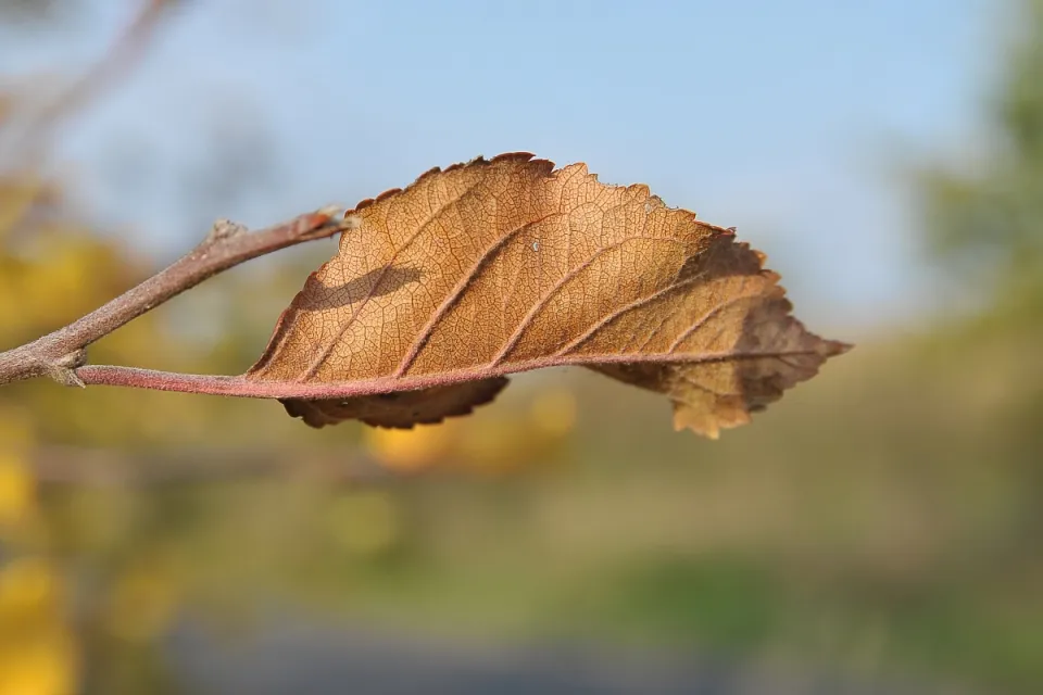 Autum