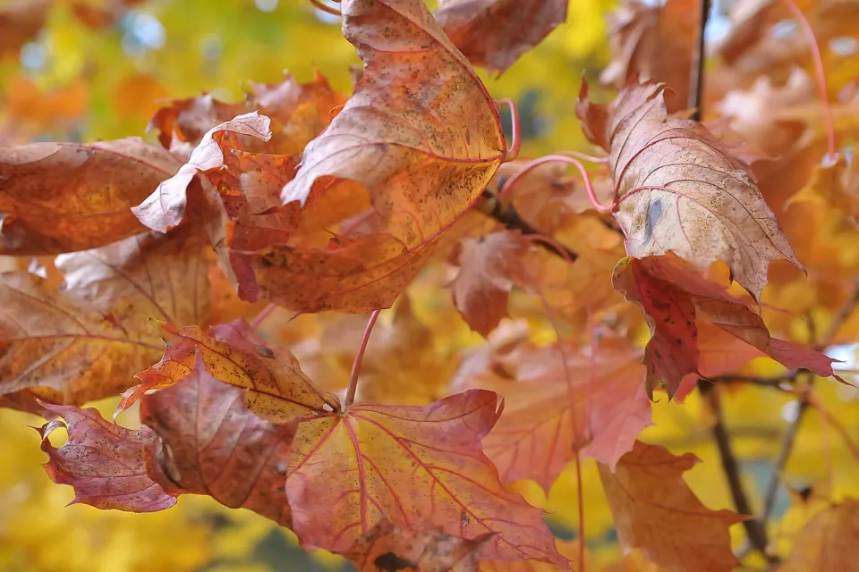 Autum