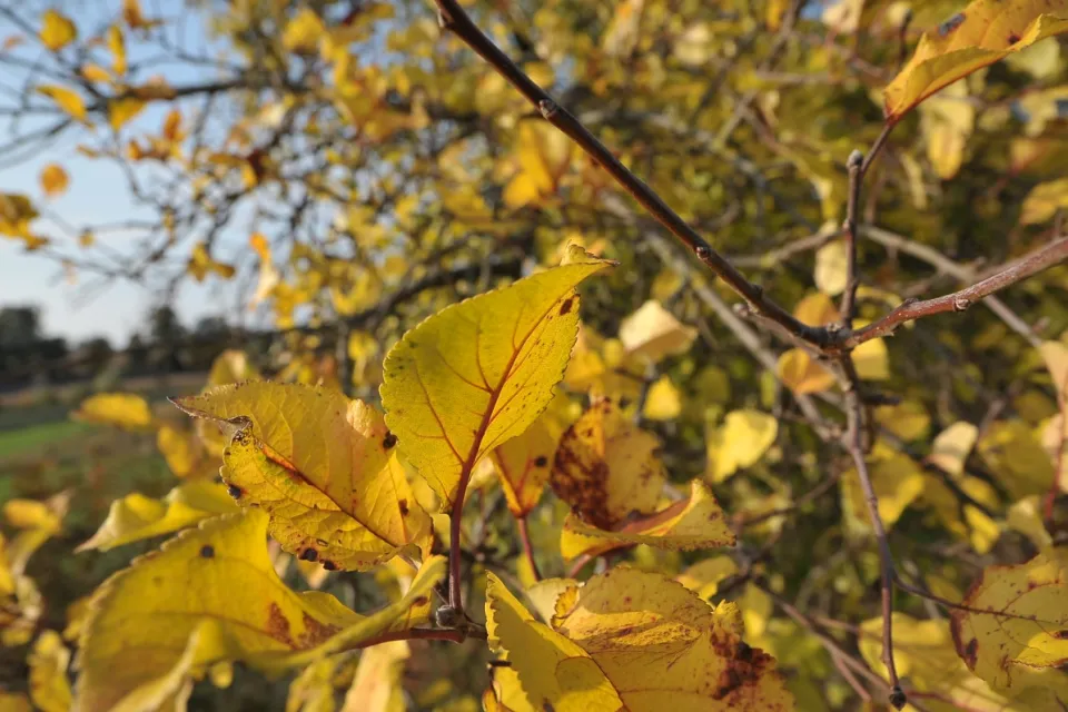 Autum