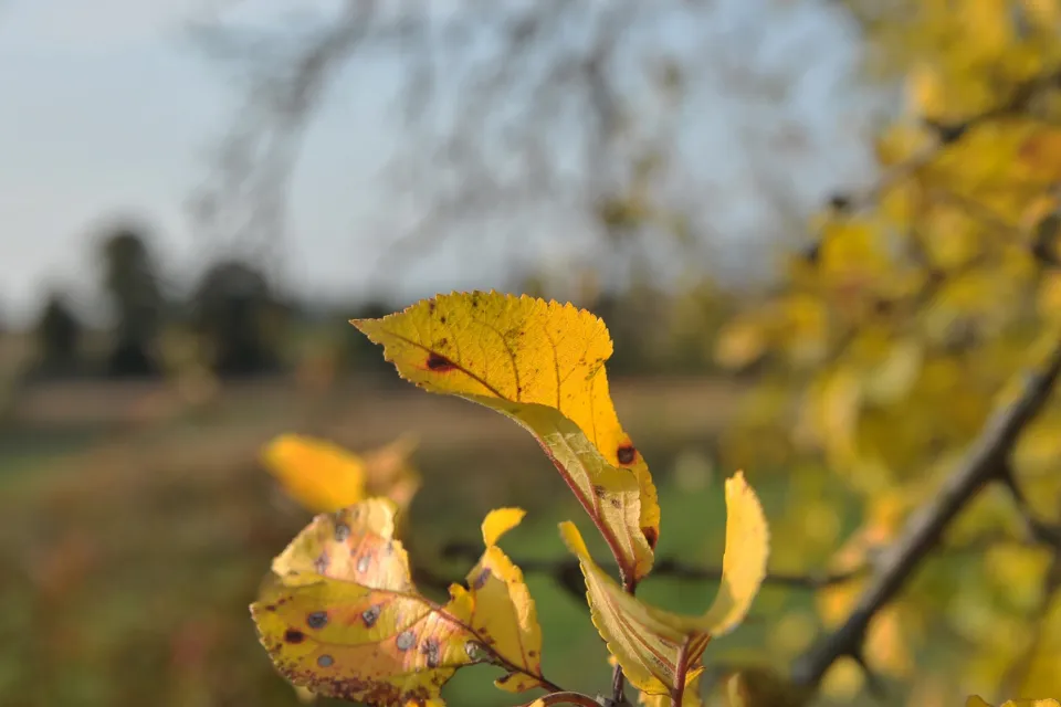 Autum