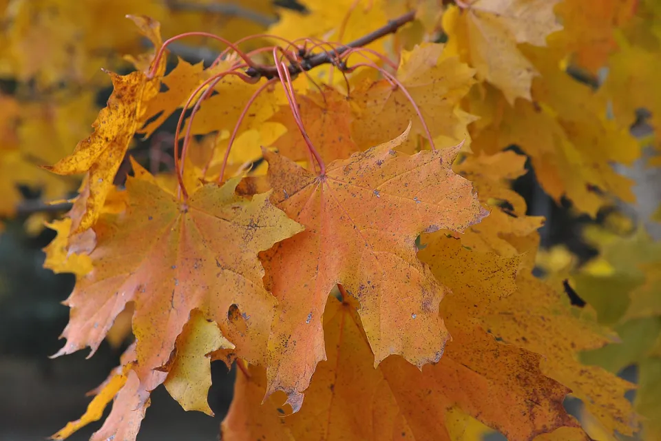 Autum
