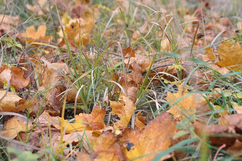 Autum