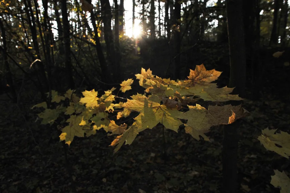 Autum