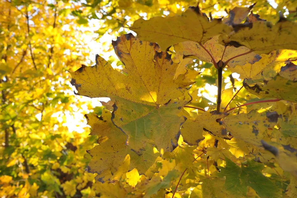 Autum