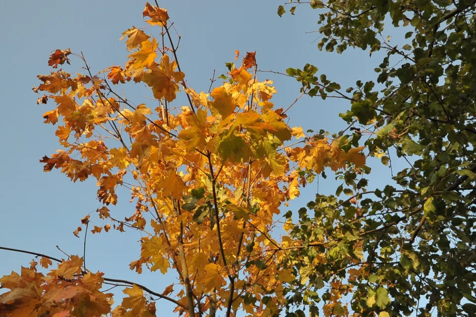 Autum