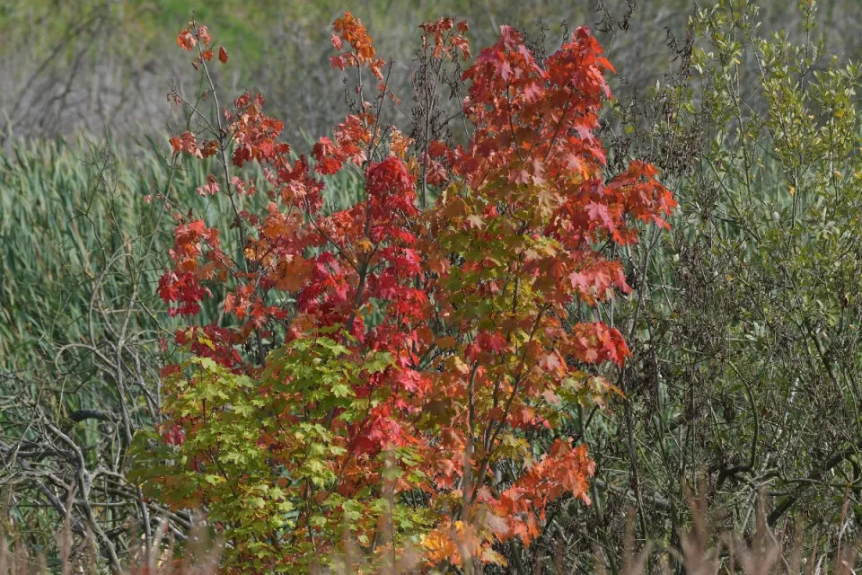 Autum
