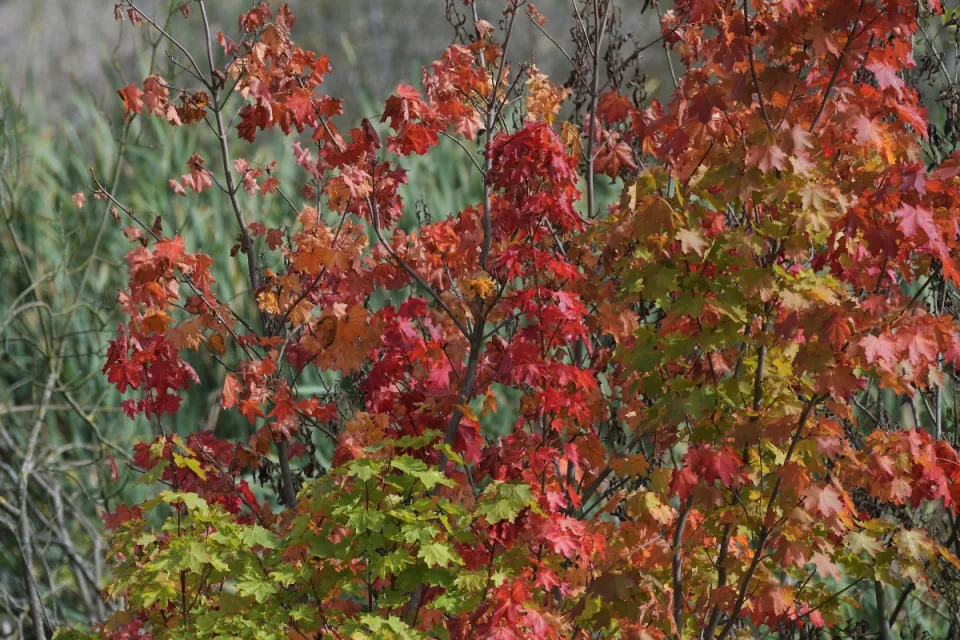 Autum