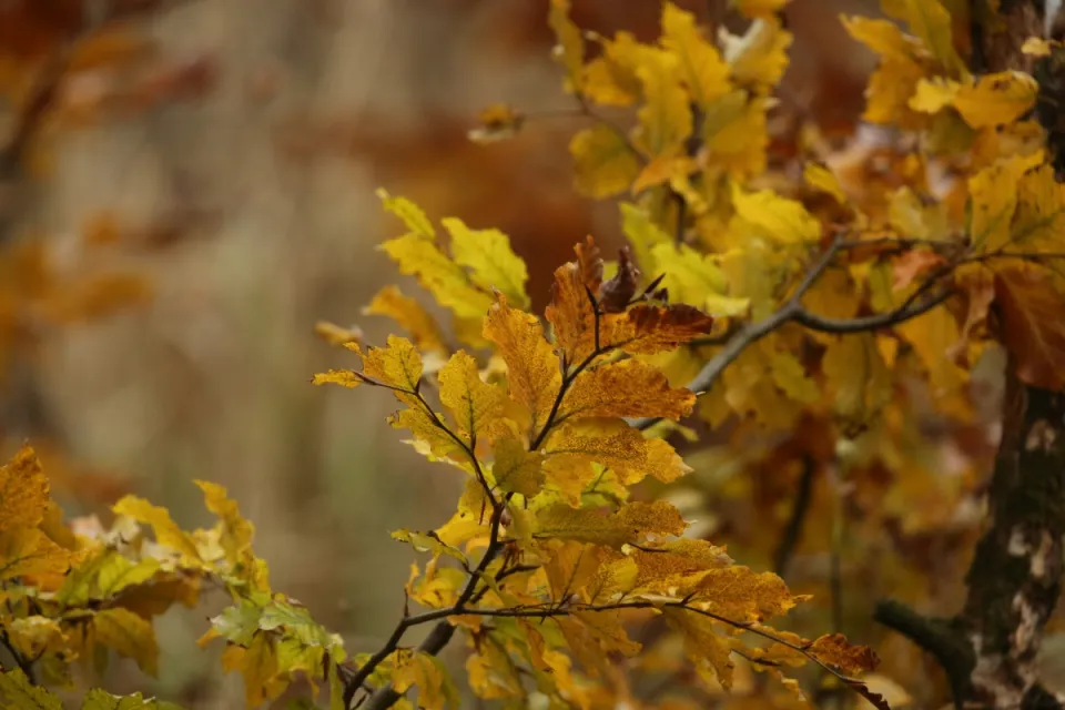 Autum