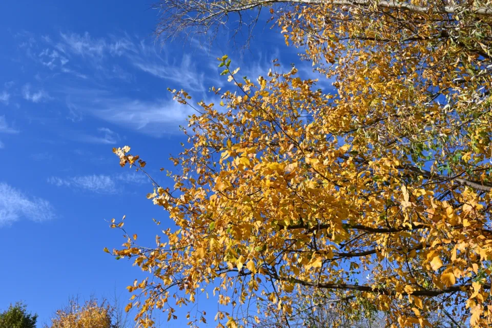 Autum