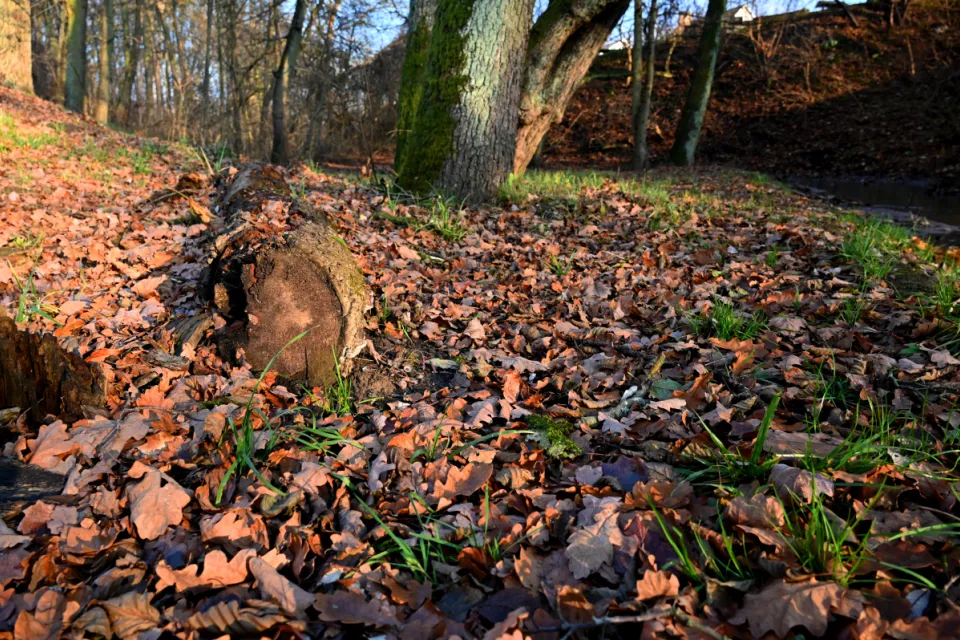 Autum