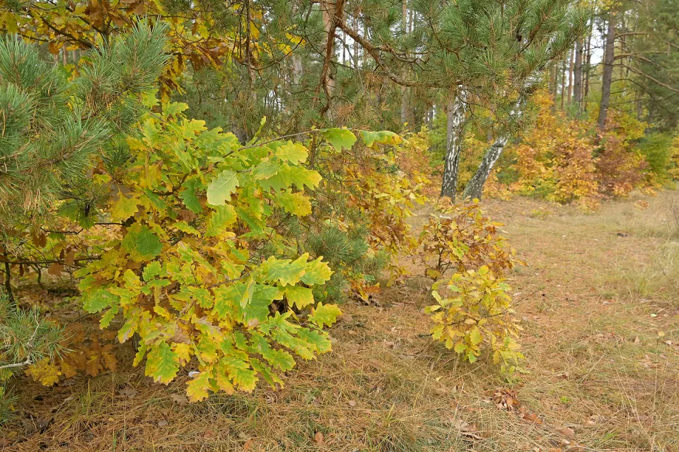 Autum