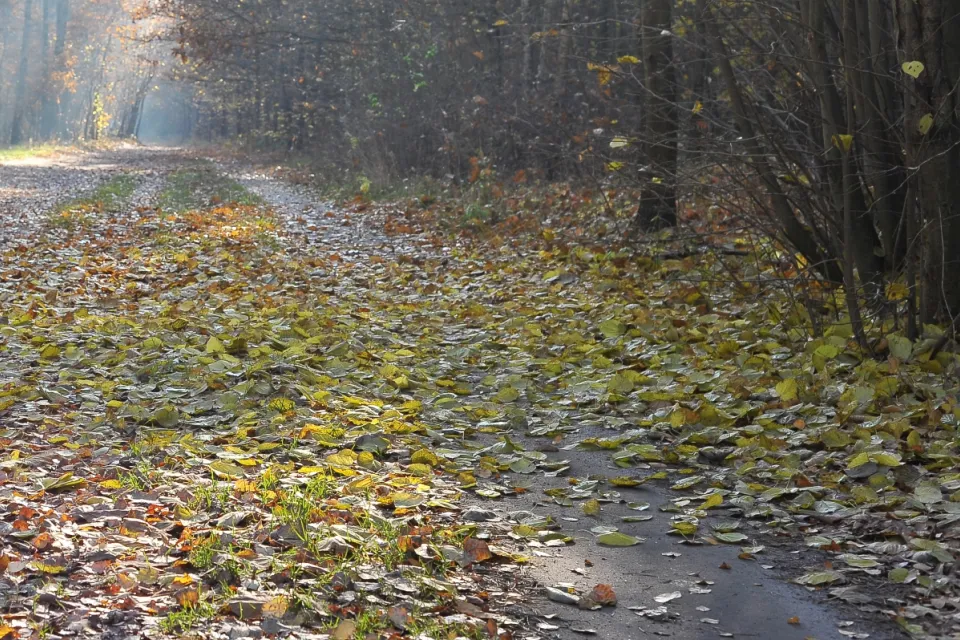 Autum