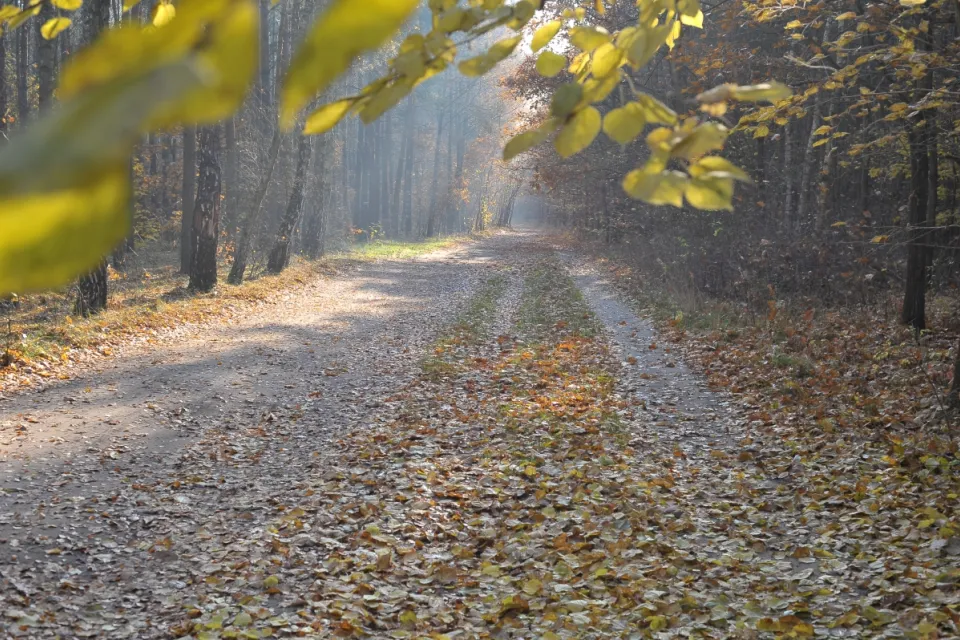Autum