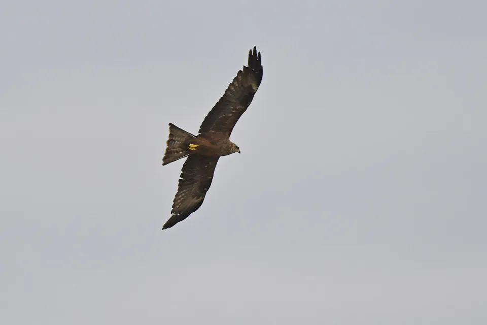 Milvus migrans