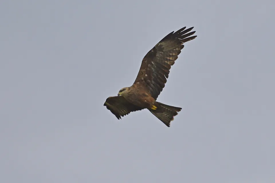 Milvus migrans