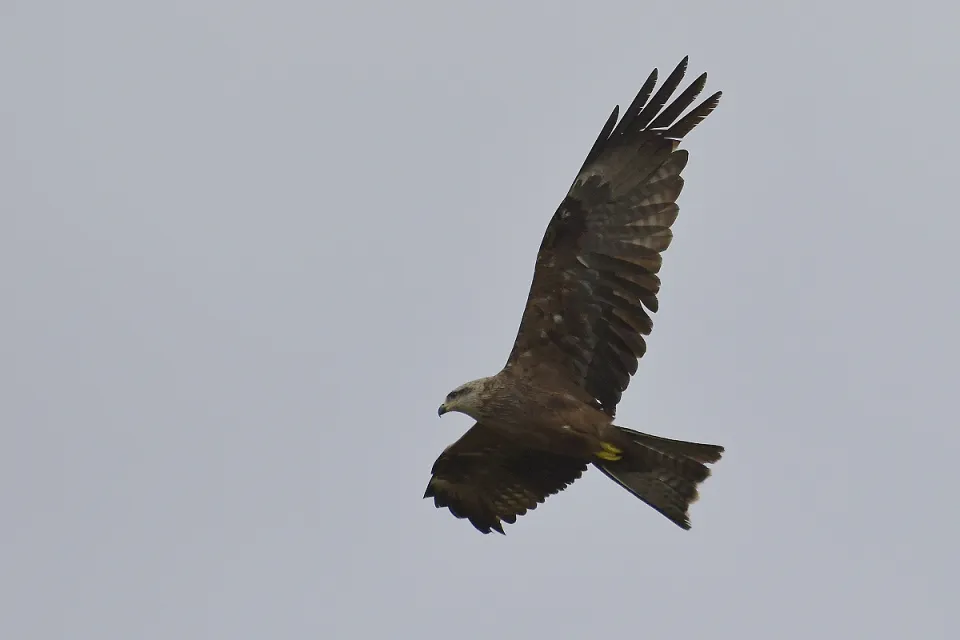 Milvus migrans