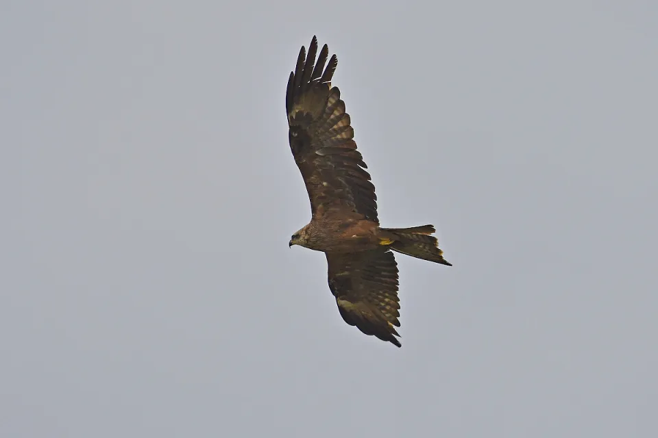 Milvus migrans