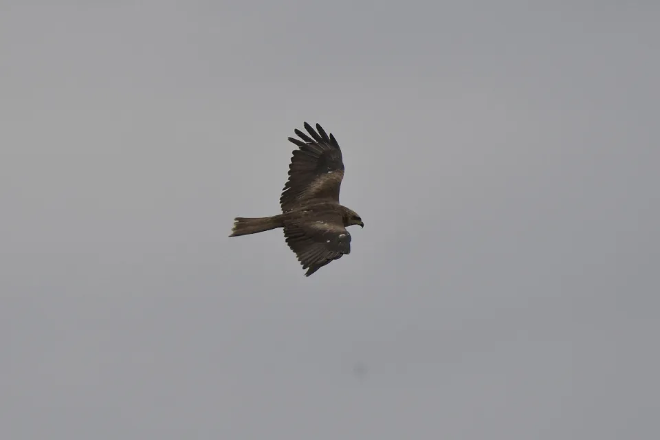 Milvus migrans