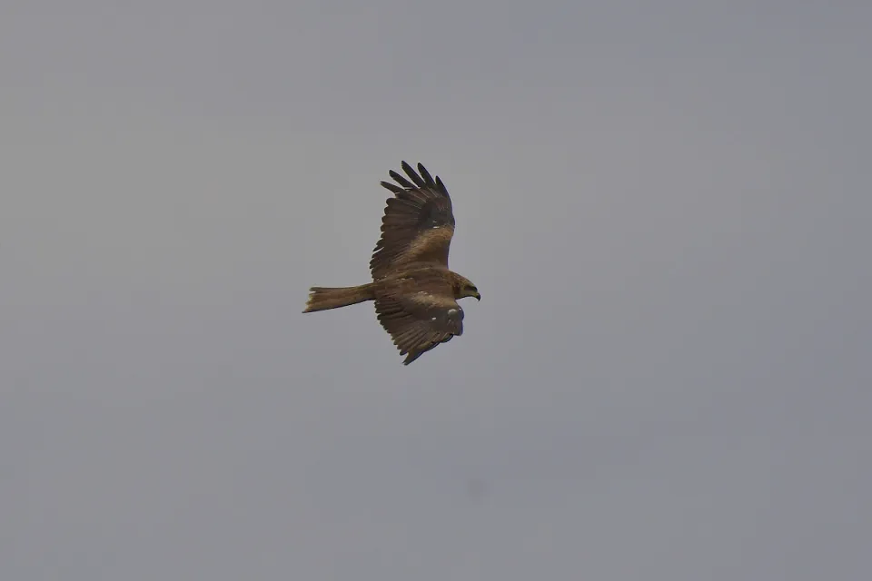 Milvus migrans