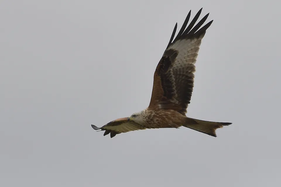 Milvus milvus