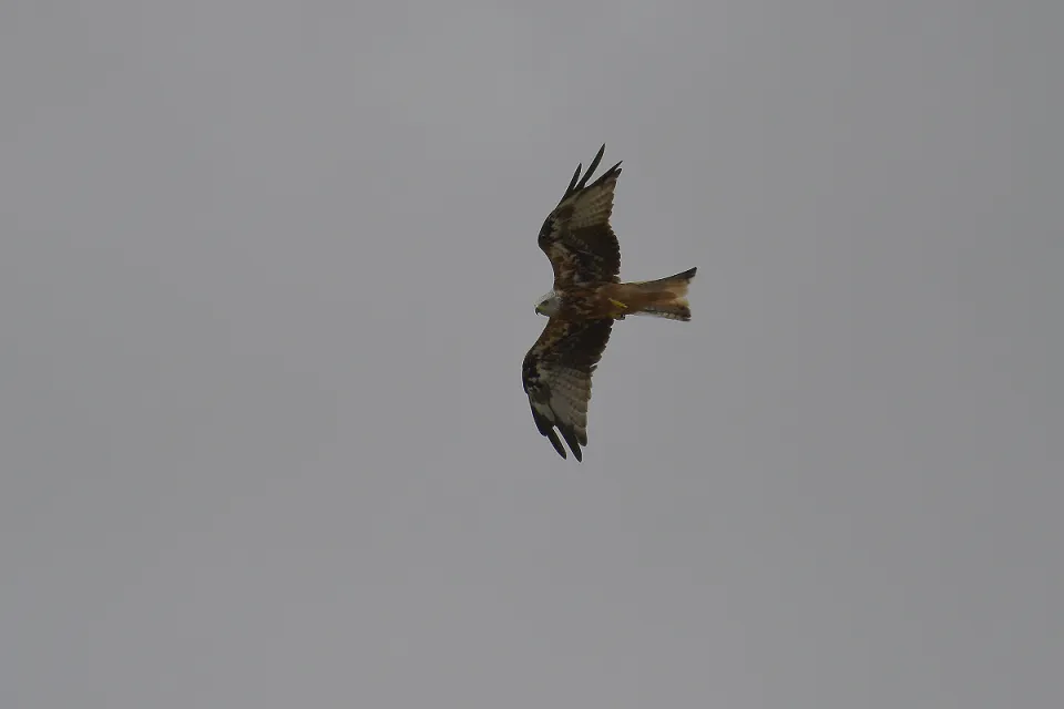 Milvus milvus
